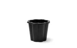 Fjällsippa Kruka