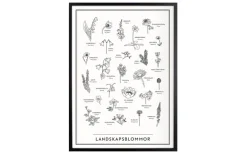 Landskapsblommor Affisch